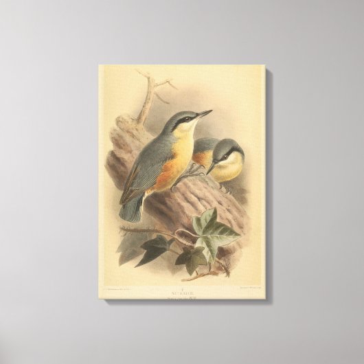  illustratie van Nuthatch Canvas Afdruk (Voorkant)