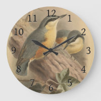 illustratie van Nuthatch