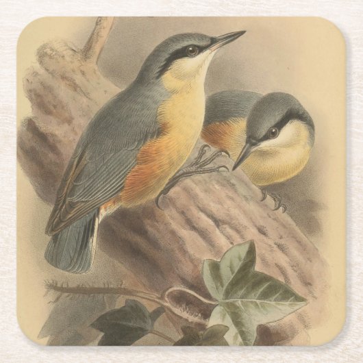  illustratie van Nuthatch Kartonnen Onderzetters (Voorkant)