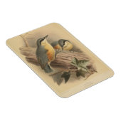  illustratie van Nuthatch Magneet (Rechterzijde)