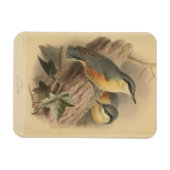  illustratie van Nuthatch Magneet (Horizontaal)