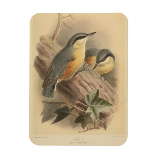  illustratie van Nuthatch Magneet (Verticaal)