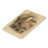  illustratie van Nuthatch Magneet (Linkerzijde)