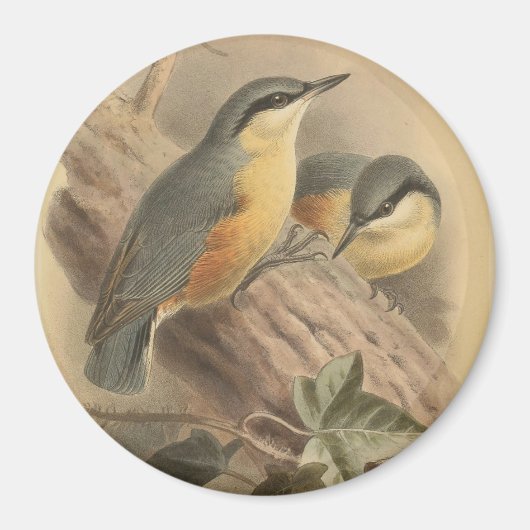 illustratie van Nuthatch Magneet (Voorkant)