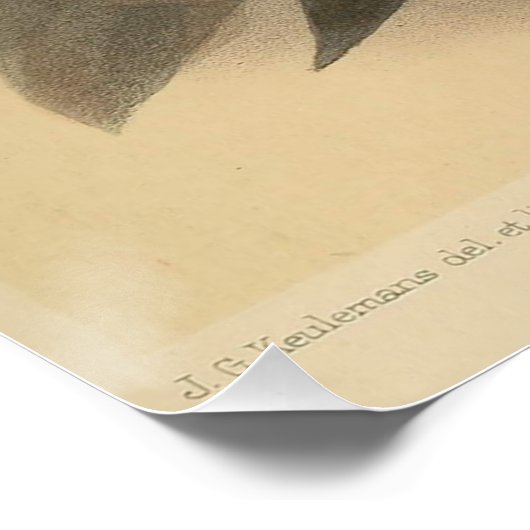  illustratie van Nuthatch Perfect Poster (Hoek)