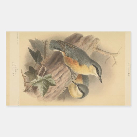  illustratie van Nuthatch Rechthoekige Sticker (Voorkant)