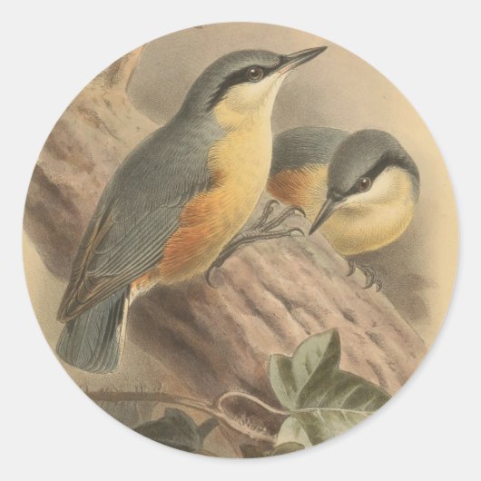  illustratie van Nuthatch Ronde Sticker (Voorkant)