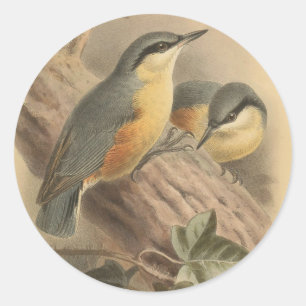 illustratie van Nuthatch Ronde Sticker