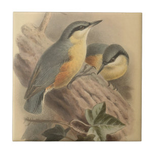  illustratie van Nuthatch Tegeltje