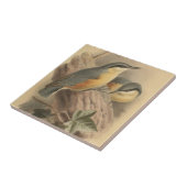  illustratie van Nuthatch Tegeltje (Zijkant)