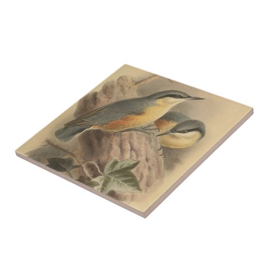 illustratie van Nuthatch Tegeltje (Zijkant)