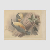 illustratie van Nuthatch Tissuepapier (Voorkant)