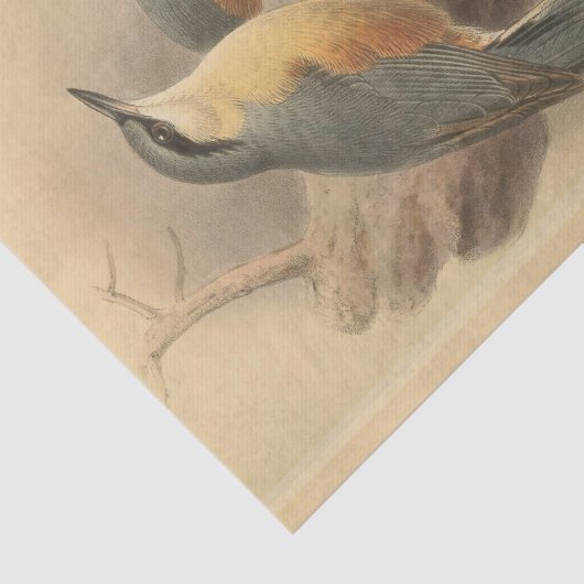 illustratie van Nuthatch Tissuepapier (Detail)