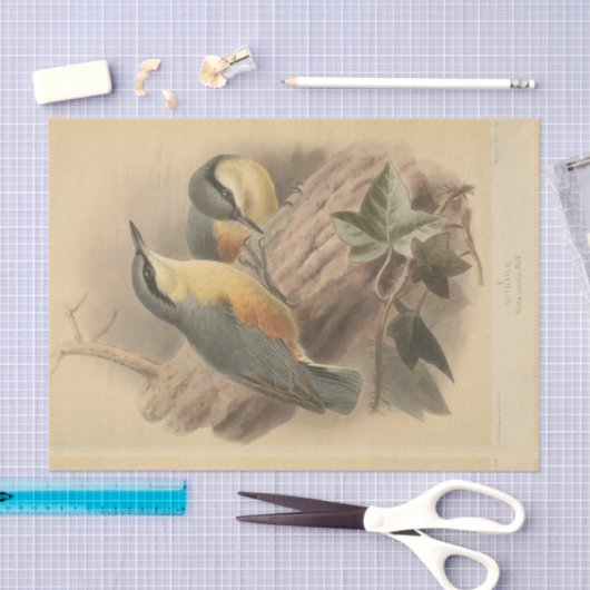  illustratie van Nuthatch Tissuepapier (Craft)