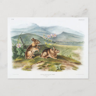  illustratie van Nuttall's Hare door Audubon Briefkaart