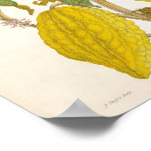 Illustratie van oude cacaoboom poster (Hoek)