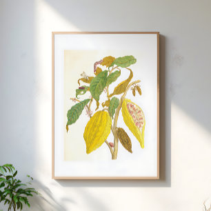 Illustratie van oude cacaoboom poster