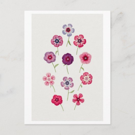 Illustratie van oude Phlox Briefkaart (Voorkant)