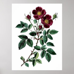 Illustratie van oude rode wilde roos poster