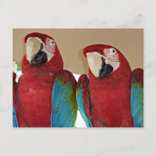 Illustratie van paar scharlaken ara's in tropische briefkaart