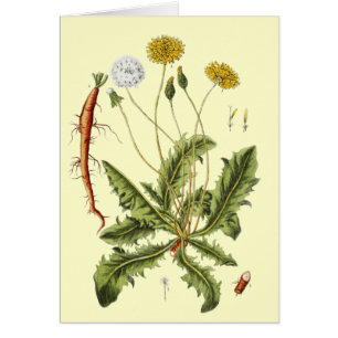 Illustratie van paardenbloem in vintage stijl