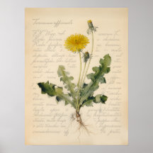 Illustratie van paardenbloem op vintage botanische