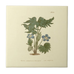 Illustratie van paarse palmbladige bloem tegeltje