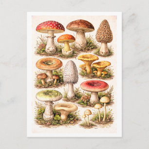 Illustratie van paddenstoelen in vintage stijl briefkaart