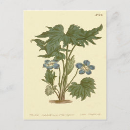 Illustratie van palmviooltjesblauw briefkaart