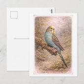 Illustratie van parkiet in vintage stijl briefkaart (Voorkant / Achterkant)