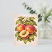 Illustratie van perziken in vintage botanische sti briefkaart (Staand voorkant)