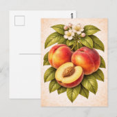 Illustratie van perziken in vintage botanische sti briefkaart (Voorkant / Achterkant)