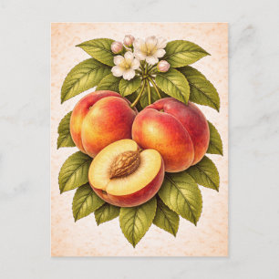 Illustratie van perziken in vintage botanische sti briefkaart