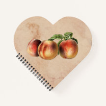 illustratie van perziken