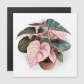 Illustratie van Pink Princess Philodendron (Voorkant / Achterkant)