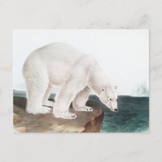 Illustratie van poolBeer (Ursus maritimus) Briefkaart (Voorkant)