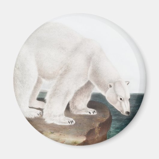 Illustratie van poolBeer (Ursus maritimus) Magneet (Voorkant)