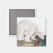 Illustratie van poolBeer (Ursus maritimus) Magneet (Voorkant / Achterkant)
