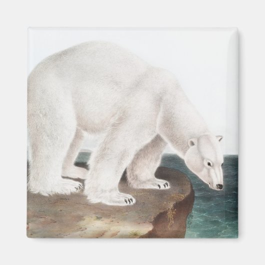 Illustratie van poolBeer (Ursus maritimus) Magneet (Voorkant)