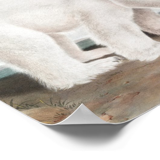 Illustratie van poolBeer (Ursus maritimus) Poster (Hoek)