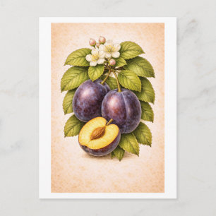 Illustratie van pruimen in vintage botanische stij briefkaart