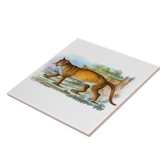 illustratie van Puma-dier Tegeltje (Zijkant)