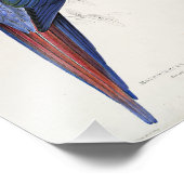 Illustratie van Red and Yellow Macaw Edward Lear Foto Afdruk (Hoek)