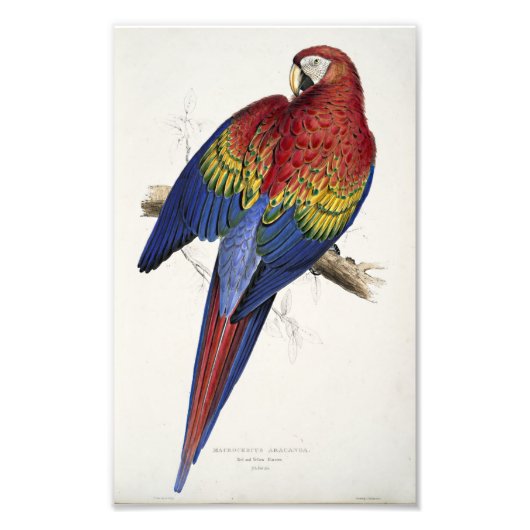 Illustratie van Red and Yellow Macaw Edward Lear Foto Afdruk (Voorkant)