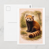 Illustratie van rode panda in vintage stijl briefkaart (Voorkant / Achterkant)