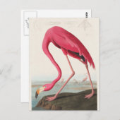 Illustratie van roze flamingo briefkaart (Voorkant / Achterkant)