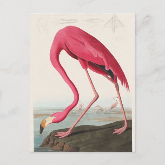 Illustratie van roze flamingo briefkaart (Voorkant)