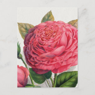 Illustratie van roze vintage roos briefkaart