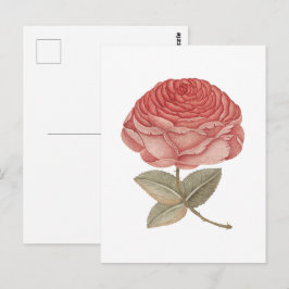 Illustratie van roze vintage roos briefkaart