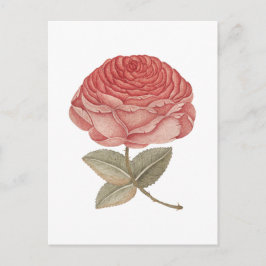 Illustratie van roze vintage roos briefkaart